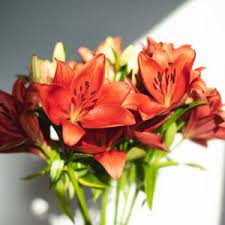 Le buone maniere suggeriscono di regalare fiori in numero dispari, tranne che per gli uomini ai quali è consigliabile. Quali Sono I Migliori Fiori Per Un Uomo Consigli Per Il Regalo Perfetto Colvin