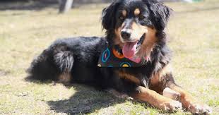 Black And Tan Kelpie Lab Mix All Australian Shepherds All The Time Australian Shepherd Australian Shepherd Dogs Australian Shepherd Puppies