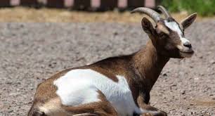 Anda akan mendapatkan banyak keberuntungan yang nantinya akan memberikan sebuah kebahagiaan bagi banyak orang. Arti Mimpi Potong Kambing Menurut Psikolog Dan Primbon Siopung