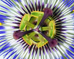 Image result for Passifloraceae