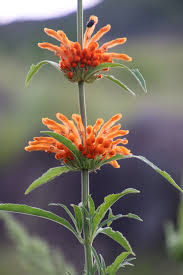 Image result for Leonotis myrothamnifolia