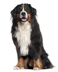 We have three 8 week old bernese mountain dog / german shepherd puppies that are available from our thanksgiving litter. Bernese Mountain Dog Shepherd Mix