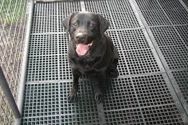 What Is Dog Kennel Flooring Dog Kennel Flooring Diy Dog Kennel Puppy Kennel