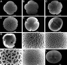 Image result for Oldenlandia angolensis