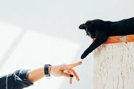 He has another book called shop cats of new york that would make a good gift pairing. 16 Great Gifts For Vet Students To Adore