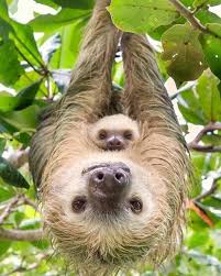Pin By Leopoldo Aaron On Armadillos Osos Hormigueros Y Perezosos Cute Baby Sloths Animal Photography Wildlife Animals