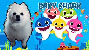 We did not find results for: Baby Shark Em Cachorres Youtube