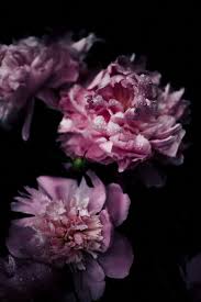 Download the perfect flor pictures. Photo By Annie Spratt Unsplash New Flower Wallpaper Nature Iphone Wallpaper Vintage Flowers Wallpaper