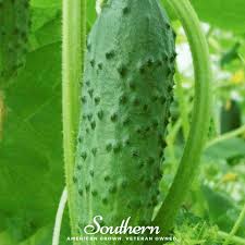 Image result for Cucumis