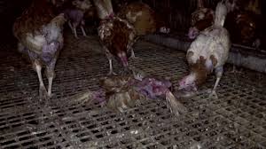 They will eat almost any type of bug they come across while roaming. This Is Free Range Peta Exposes The Grim Reality Of Life On A British Egg Farm Youtube