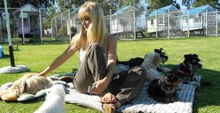 Maybe you would like to learn more about one of these? Must Love Dogs Luxury Dog Emporium Pet Health Caremust Love Dogs Luxury Dog Kennels Dog Emporium Randburg