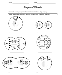 Which jar contains the mostcontinue reading gizmos student exploration. Mitosis Gif 501 603 Science Worksheets Science Cells Teaching Biology