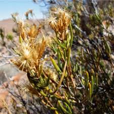 Image result for Corbichonia rubriviolacea