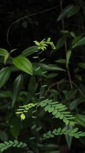 Image result for Securidaca welwitschii