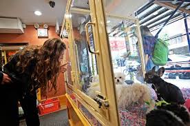 Here's the thing, i totally agree that pet store adoptions. State Politicians Push Retail Pet Shops To Shun Breeders