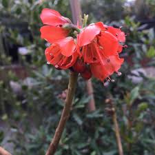 Image result for Greyia