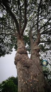 Image result for Khaya anthotheca