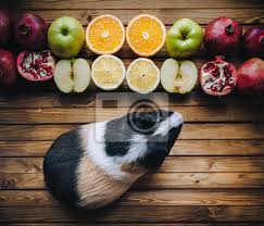 Check spelling or type a new query. Meerschweinchen Mochte Saftige Fruchte Probieren Apfel Orangen Fototapete Fototapeten Citrous Meerschweinchen Meerschweinchen Myloview De