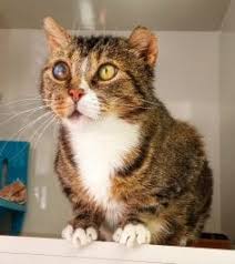 Gentle Barnaby The Cat Needs Your Help Following Dog Attack Bc Spca