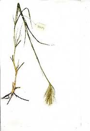 Image result for Bothriochloa radicans
