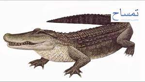 intro 1, 2, 3, 4 wake me up before i get sore. Alligator ØªÙ…Ø³Ø§Ø­ Ø§Ø³ØªÙˆØ§Ø¦ÙŠ Animals Arabic English Ø³Ù„Ø³Ù„Ø© Ø§Ù„Ø­ÙŠÙˆØ§Ù†Ø§Øª Ø¨Ø§Ù„Ø¹Ø±Ø¨ÙŠØ© ÙˆØ§Ù„Ø§Ù†Ø¬Ù„ÙŠØ²ÙŠØ© Youtube