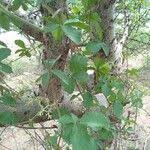 Image result for Cyphostemma adenocaule