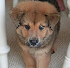 The golden retriever husky mix, also known as the goberian or siberian retriever is a hybrid dog between the golden retriever and the siberian husky. Pin On Pups
