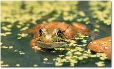 Pond 2 Life In A Drop Of Pond Water Science Netlinks