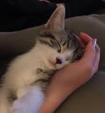 While kittens play around, they're usually hyperactive. Kittens Sleep More Than Adult Cats Do And They Sleep About 16 Hours A Day Aww