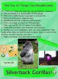 Brian karas, katherine applegate tells the true story of the gorilla who inspired her the real ivan, known as the shopping mall gorilla, lived alone in a small cage for almost thirty years before he was finally relocated to the gorilla habitat at. 17 The One And Only Ivan Pes One Book One School Ideas One And Only Ivan One And Only The One And Only Ivan