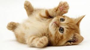 Hamilelik Ve Toksoplazma Hayvanlar Cok Sirin Hayvanlar Cute Kittens