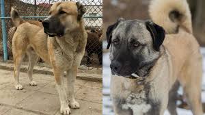 Originally the breed served people of sivas, where the kangal continues to be a popular dog breed in turkey. Azerbaijani Gurdbasar And Turkish Kangal What Do You Think Of Such A Team Turkey