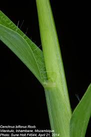 Image result for Cenchrus biflorus