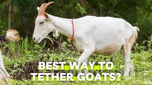 From six months to a year old, a female goat is known as a doeling. Best Way To Tether Goats The Livestock Expert