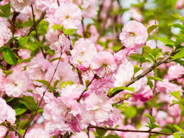 Image result for mandloň trojlaločná