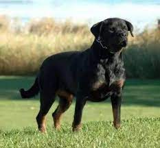 This can be a dangerous and costly mistake if the website turns out to be a scam or puppy mill. Rottweiler Puppies For Sale In Iowa Rottweiler Puppies For Sale Rottweiler Puppies Rottweiler