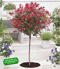 Baldur Garten Immergrunes Photinia Stammchen Little Red Robin 1 Pflanze Glanzmispel Amazon De Garten In 2020 Plants Garden