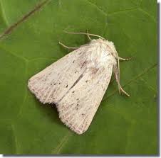 Image result for Photedes extrema