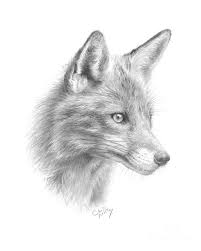 Red Fox By Chris Mosley | Fox Sketch, Fox Drawing, Animal Drawings