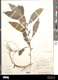 Image result for Struchium