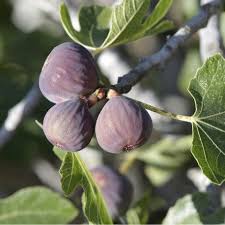 Epingle Sur Fruits Et Legumes