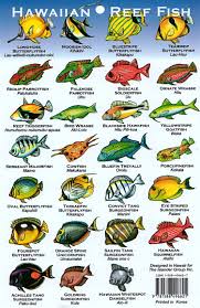 Hawaii Reef Fish Chart The Crazy Thing Is That These