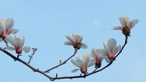 Too much sunlight kills the flowers on this plant. Magnolia Alba Profile Rayagarden