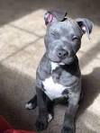PuppyFind | American Pit Bull Terrier Puppies for Sale