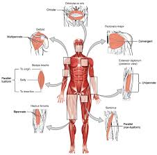 Muscles are given latin names according to location, relative size, shape, . 11 2 Explain The Organization Of Muscle Fascicles And Their Role In Generating Force Anatomy Physiology