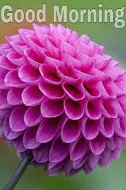 Pin On Good Morning