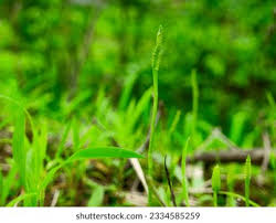 Image result for Ophioglossum thomasii