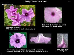 Image result for Ipomoea tenuipes