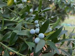 Image result for Nageia