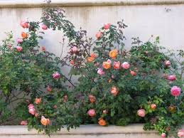 Lady Emma Hamilton Garden Inspiration Plants Photo